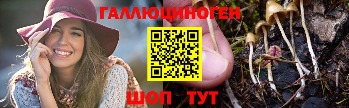 где можно купить   Галлюциногенные грибы MAGIC MUSHROOMS  Вход с VPN  Галлюциногенные грибы Cubensis  Будённовск 